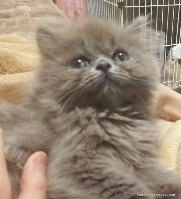 MASAMI 様のお迎えした子猫