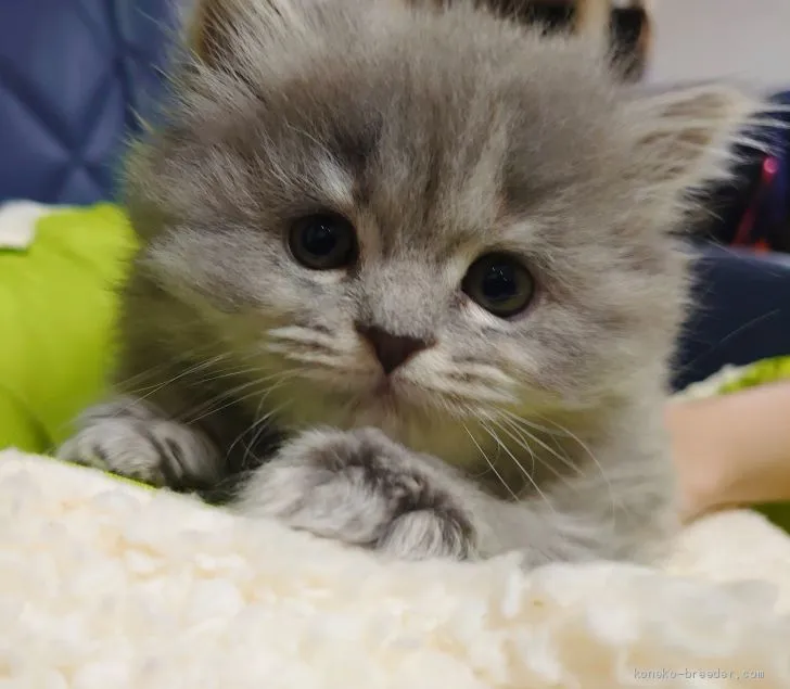 Y.T 様のお迎えした子猫