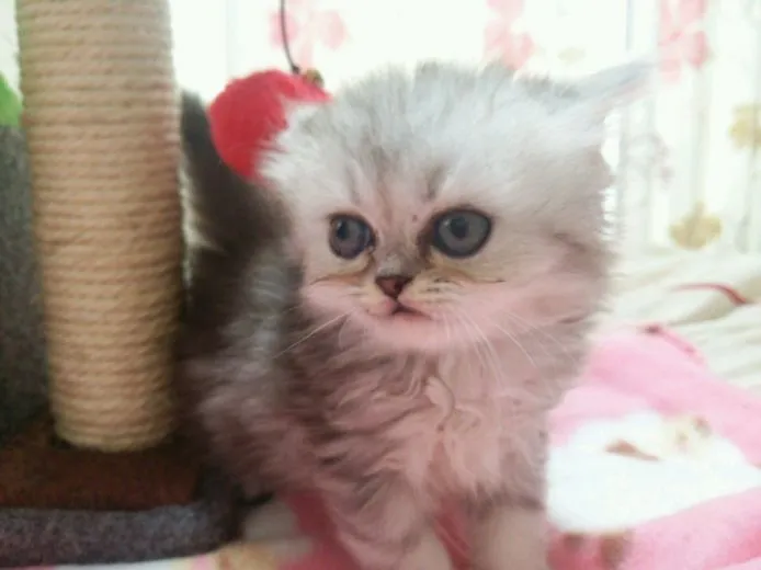 ID：1501-00164の子猫