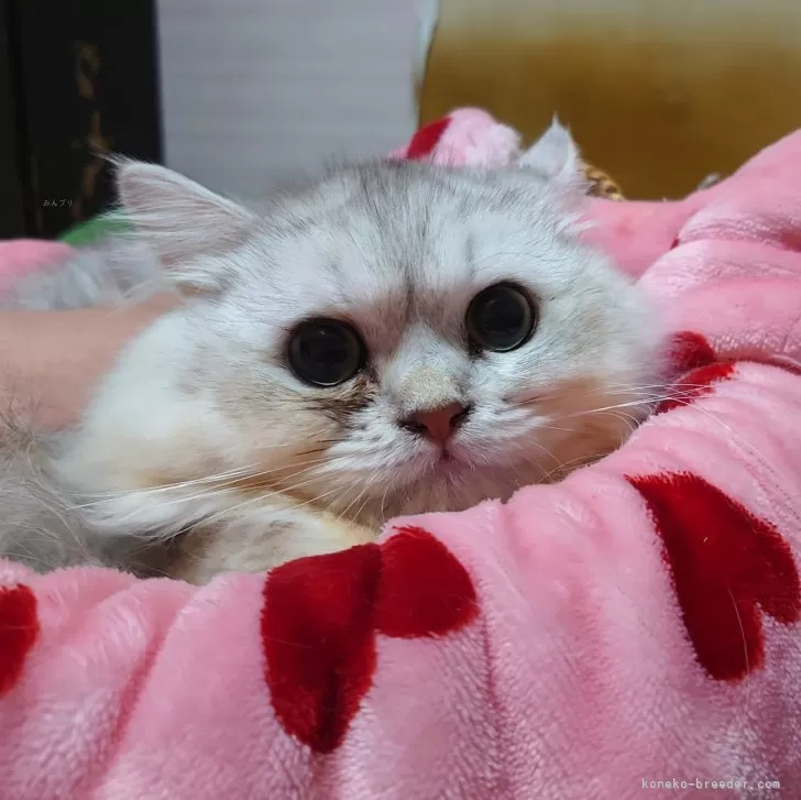 ID:2404-00380の子猫