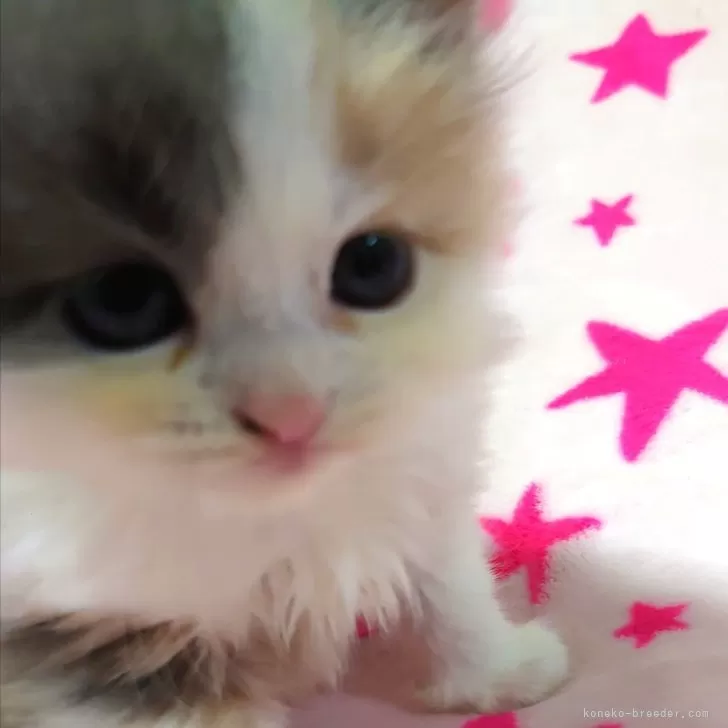 ID:2404-00909の子猫
