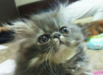 エキゾチックショートヘア【愛知県・女の子・2016年4月8日・ブルータビー（ロング）】の写真「おてんばちゃんです。」