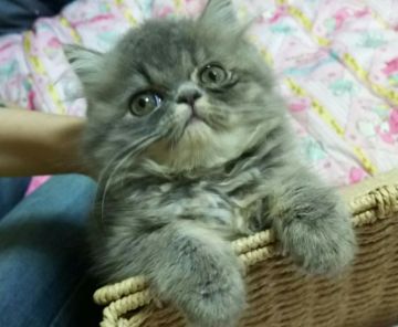 ペルシャ【愛知県・女の子・2016年4月13日・ブルータビー（ロング）】の写真「遊びが好きな女の子です。」