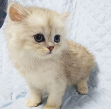 ペルシャ(チンチラ)【愛知県・女の子・2019年7月7日・シェーデッドシルバー（ロングヘアー）】の写真「おっとりした女の子です。」