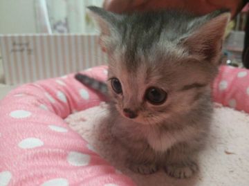 マンチカン【愛知県・女の子・2015年1月12日・シルバータビー（セミロング）】の写真「綺麗なお顔の短足ちゃんです！」