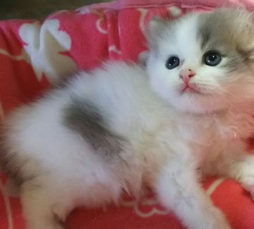 エキゾチックショートヘア【愛知県・男の子・2016年3月16日・ブルー&ホワイト（セミロング）】の写真「おっとりした男の子です」