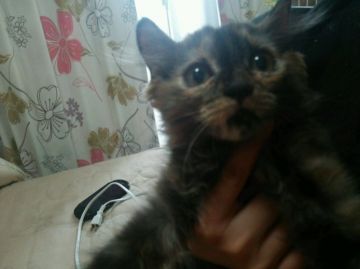 マンチカン【愛知県・女の子・2015年1月12日・トーティーシェル（セミロング）】の写真「希少カラーのトーティーシェルです。」