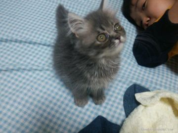 ペルシャ【愛知県・男の子・2015年4月15日・ブルー（ロング）】の写真「ママ似の元気な男の子です」