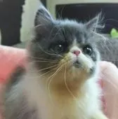 エキゾチックショートヘア【愛知県・男の子・2017年3月24日・ブルー&ホワイト】の写真1