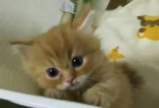 マンチカン【愛知県・男の子・2015年10月28日・レッド】の写真1