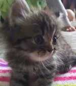 スコティッシュフォールド【愛知県・男の子・2016年4月27日・ブラウンタビー】の写真1