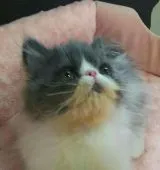 エキゾチックショートヘア【愛知県・男の子・2017年3月24日・ブルー&ホワイト】の写真2