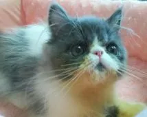 エキゾチックショートヘア【愛知県・男の子・2017年3月24日・ブルー&ホワイト】の写真3