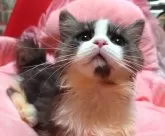 ミヌエット(短足)【愛知県・女の子・2024年7月1日・ブラウン&ホワイト】の写真3