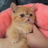 エキゾチックショートヘア【愛知県・男の子・2021年11月21日・レッドタビー】の写真3