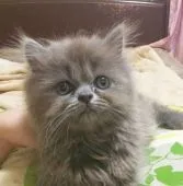 ミヌエット【愛知県・男の子・2018年7月7日・ブルー】の写真4