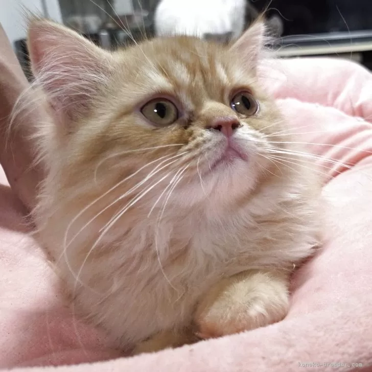 ID：2505-00491の子猫