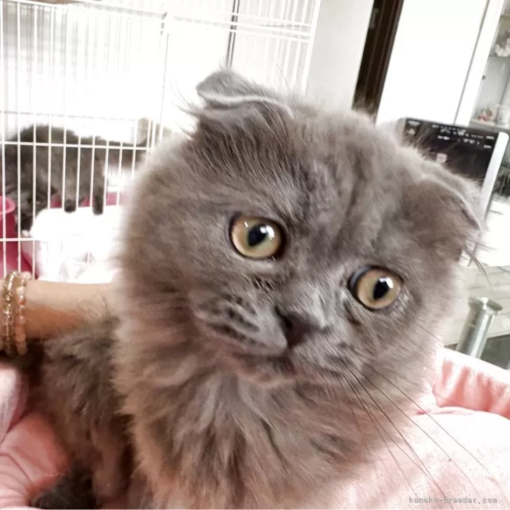 スコティッシュフォールド(折れ耳)【愛知県・女の子・2025年6月10日・ブルー】の写真1