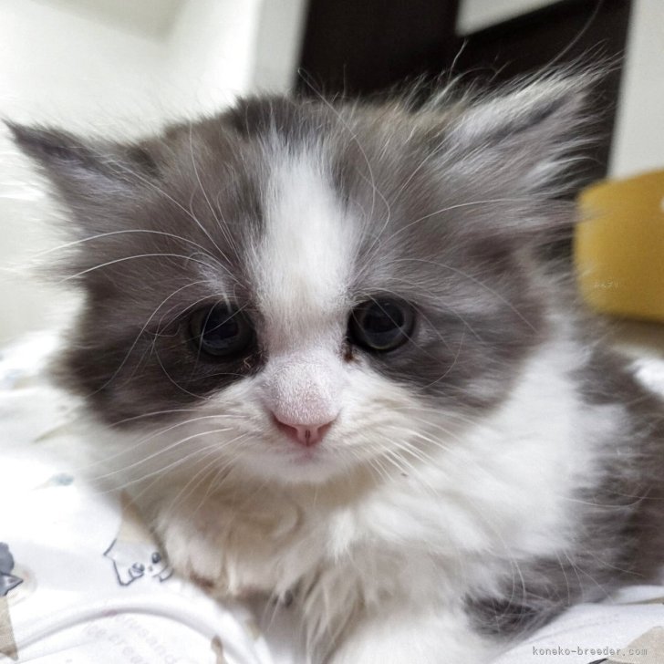 マンチカン(長足)【愛知県・女の子・2025年10月2日・ブルー&ホワイト