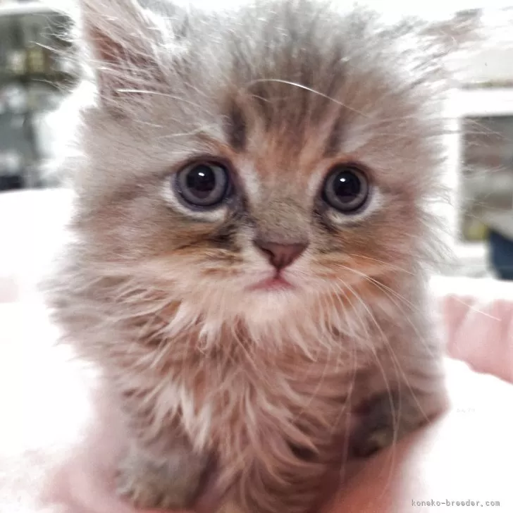 ID:2508-00702の子猫