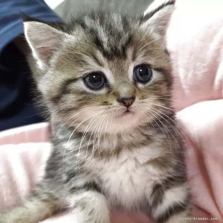 ID:2508-00081の子猫