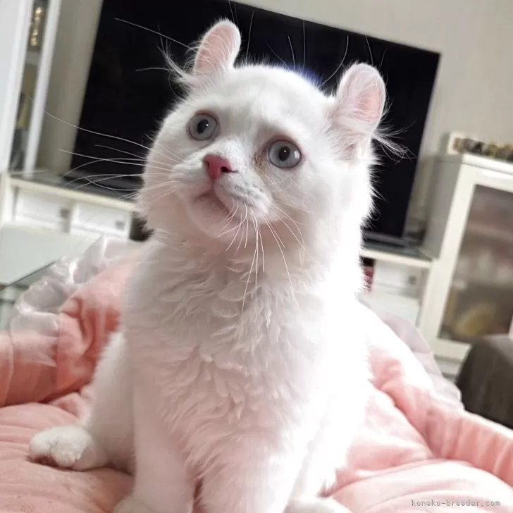 ミヌエット(長足)【愛知県・男の子・2025年7月15日・クリーム&amp;ホワイト】の写真1