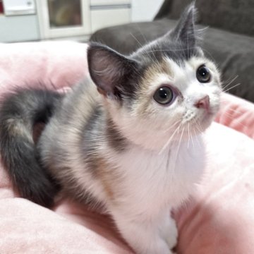 スコティッシュフォールド(立ち耳)【愛知県・女の子・2025年7月14日・ダイリュートキャリコ（ショートヘアー）】の写真「少しビビりな女の子になります。」
