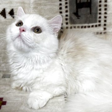 ミヌエット(短足)【愛知県・男の子・2025年7月15日・クリーム&ホワイト（ロングヘアー）】の写真「元気いっぱいな短足の男の子になります。」