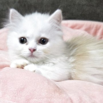 ミヌエット(短足)【愛知県・男の子・2025年7月15日・クリーム&ホワイト（ロングヘアー）】の写真「元気いっぱいな短足の男の子になります。」