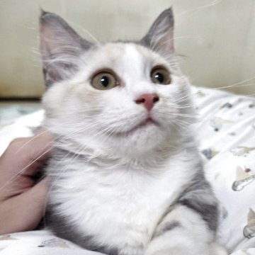 マンチカン(短足)【愛知県・女の子・2025年8月1日・ダイリュートキャリコ（ロングヘアー）】の写真「少し慎重な女の子になります。」