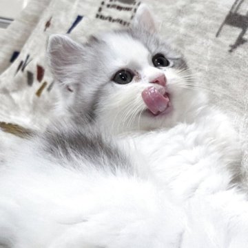 マンチカン(長足)【愛知県・女の子・2025年10月2日・シルバータビー&ホワイト（ロングヘアー）】の写真「マイペースな足長の女の子になります。」