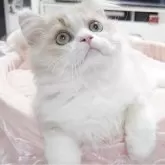 スコティッシュフォールド(立ち耳)