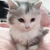 マンチカン(短足)