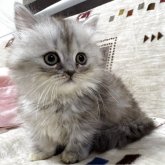 マンチカン(短足)