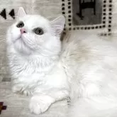 ミヌエット(短足)