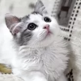 ミヌエット(長足)