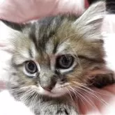 ペルシャ