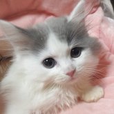 スコティッシュフォールド(立ち耳)