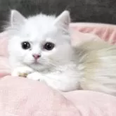 ミヌエット(短足)