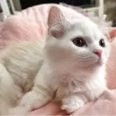 ミヌエット(短足)