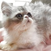 エキゾチックショートヘア