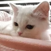 ミヌエット(短足)