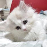 マンチカン(短足)