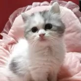 マンチカン(長足)