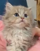 ペルシャ(チンチラ)【愛知県・男の子・2024年12月29日・ブルーチンチラゴールデン】の写真2