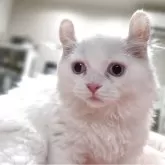 ミヌエット(長足)【愛知県・男の子・2025年7月15日・クリーム&ホワイト】の写真2