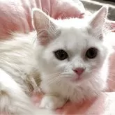 ミヌエット(短足)【愛知県・男の子・2025年7月15日・クリーム&ホワイト】の写真2