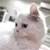 ミヌエット(長足)【愛知県・男の子・2025年7月15日・クリーム&ホワイト】の写真3