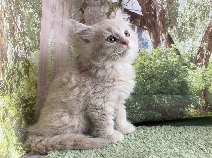 サイベリアン｜佐久間　恵子(さくま　けいこ)ブリーダー(埼玉県・ノルウェージャンフォレストキャットなど・NAG登録)の紹介写真10