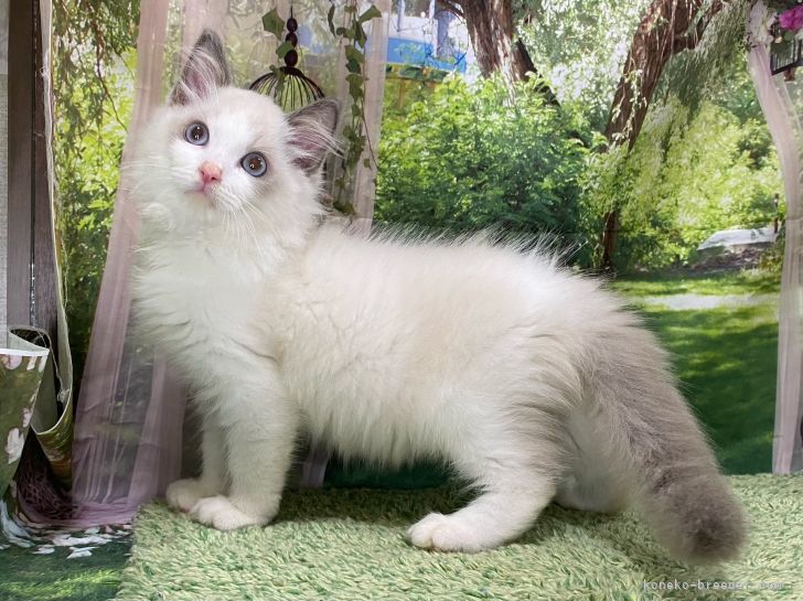 ラグドール(ブルーポイントバイカラー｜佐久間　恵子(さくま　けいこ)ブリーダー(埼玉県・ノルウェージャンフォレストキャットなど・NAG登録)の紹介写真2